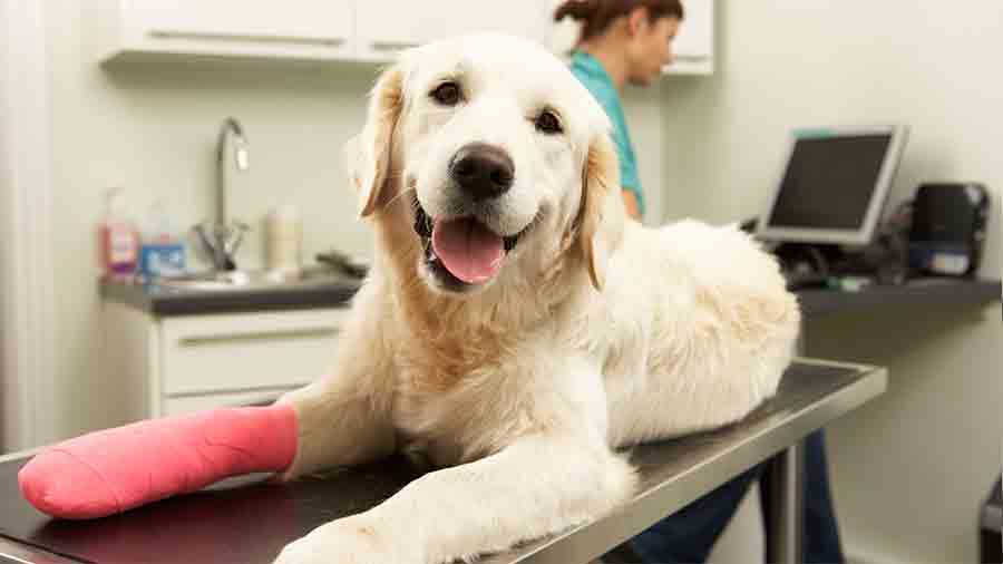 Farmacii veterinare Bacău Farmacii veterinare Bacău