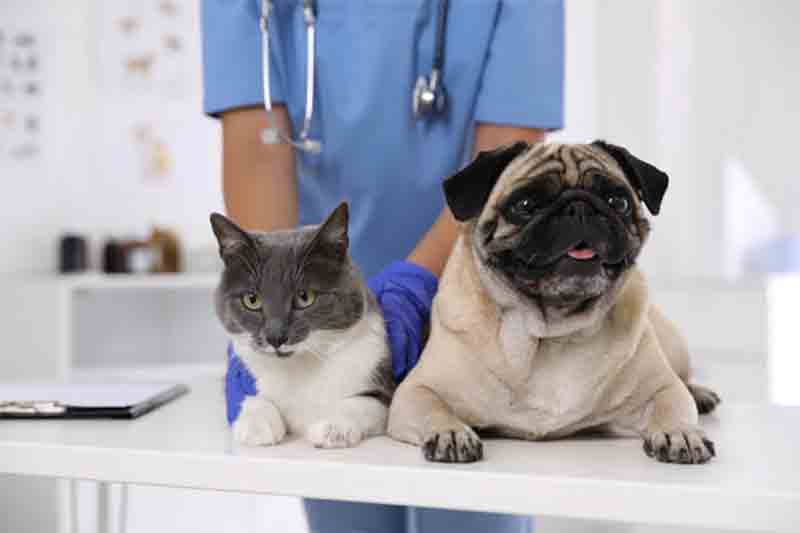 Cabinet veterinar Bucuresti - medici Cabinet veterinar Bucuresti - medici